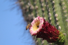 Cephalocereus polylophus
