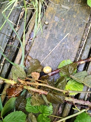 Cepaea hortensis