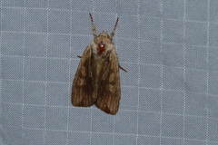 Lithophane hemina
