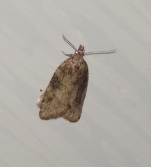 Aleimma loeflingiana