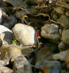 Micrurus tener tener