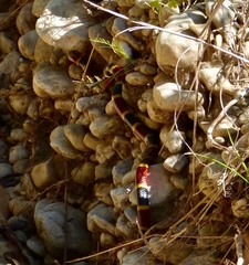 Micrurus tener tener