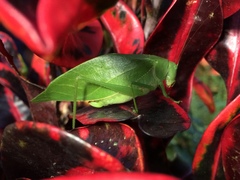 Microcentrum marginatum