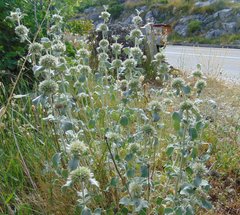 Marrubium incanum
