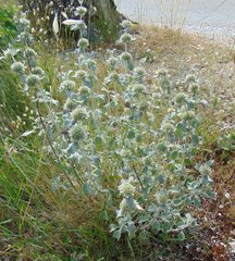 Marrubium incanum