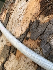 Piesocorynus plagifer