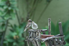 Passer domesticus