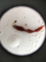 Continenticola