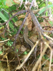 Takydromus tachydromoides