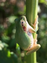 Hyla japonica