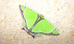 Agathia laetata