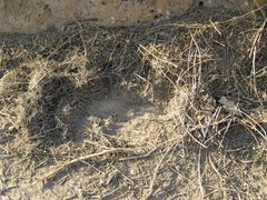 Panthera pardus tulliana