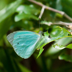 Nepheronia thalassina