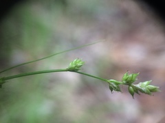 Carex brunnescens sphaerostachya