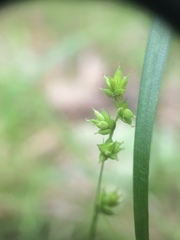 Carex brunnescens sphaerostachya
