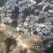 Hartt's Brain Coral - Photo (c) Fabio Bettini Pitombo, some rights reserved (CC BY-NC), uploaded by Fabio Bettini Pitombo