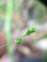 Carex brunnescens sphaerostachya
