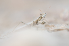 Geomantis larvoides