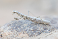 Geomantis larvoides
