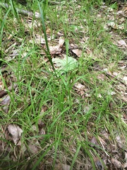 Carex brunnescens sphaerostachya