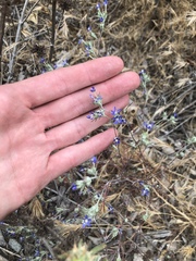 Eriastrum sapphirinum