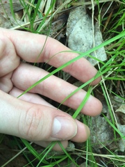 Carex brunnescens sphaerostachya