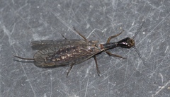 Xanthostigma xanthostigma