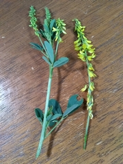 Melilotus officinalis