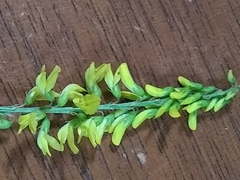 Melilotus officinalis