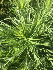 Liatris pycnostachya