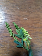 Melilotus officinalis