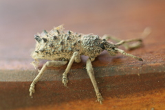 Leptopius baileyi