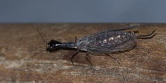 Xanthostigma xanthostigma