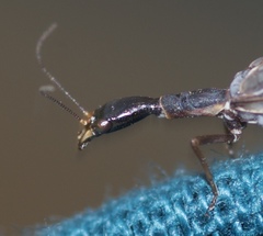 Xanthostigma xanthostigma