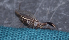 Xanthostigma xanthostigma