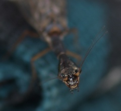 Xanthostigma xanthostigma