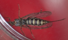 Xanthostigma xanthostigma