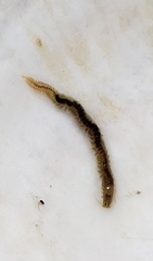 Phyllodocida
