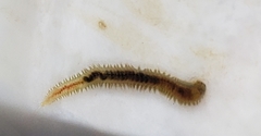 Phyllodocida