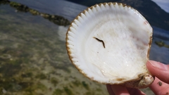Phyllodocida