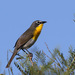 Yellow-breasted Chat - Photo (c) guyincognito, some rights reserved (CC BY-NC), uploaded by guyincognito