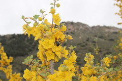 Xylocopa californica californica