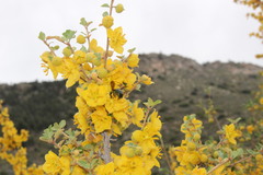 Xylocopa californica californica