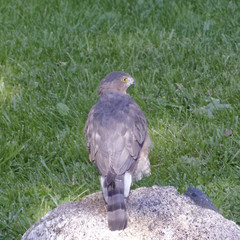 Accipiter cooperii