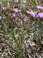 Lythrum californicum