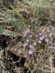 Lythrum californicum