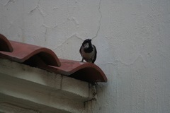 Passer domesticus