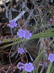 Lythrum californicum
