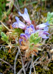 Phelipanche arenaria