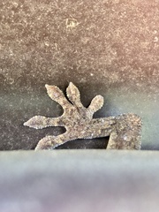 Gekko japonicus